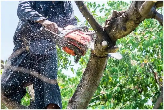 tree services Bloomsburg